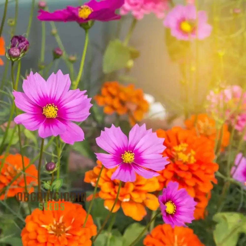 Orange Sherbet Flower Seed Mix - Vibrant Blooms For Your Garden Delight