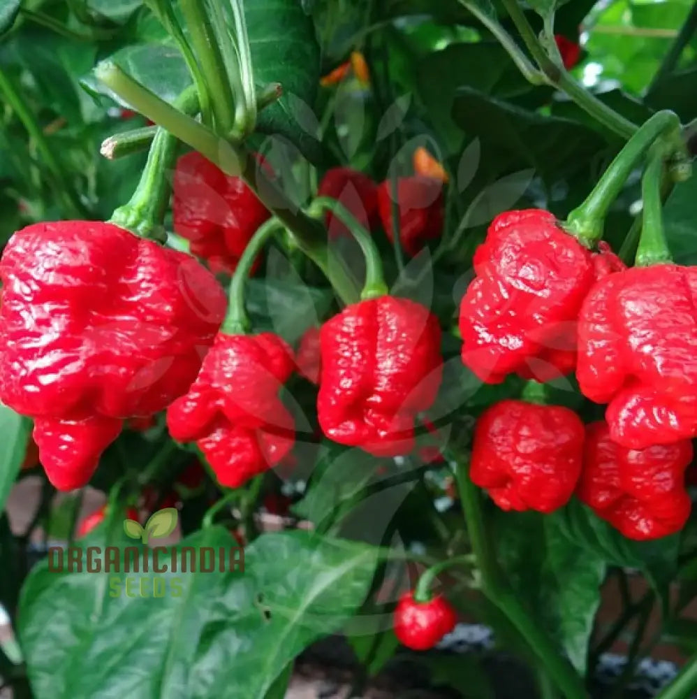 Orange Trinidad Moruga Pepper Seeds Cultivate Spicy Delights With Premium Vegetable For Planting