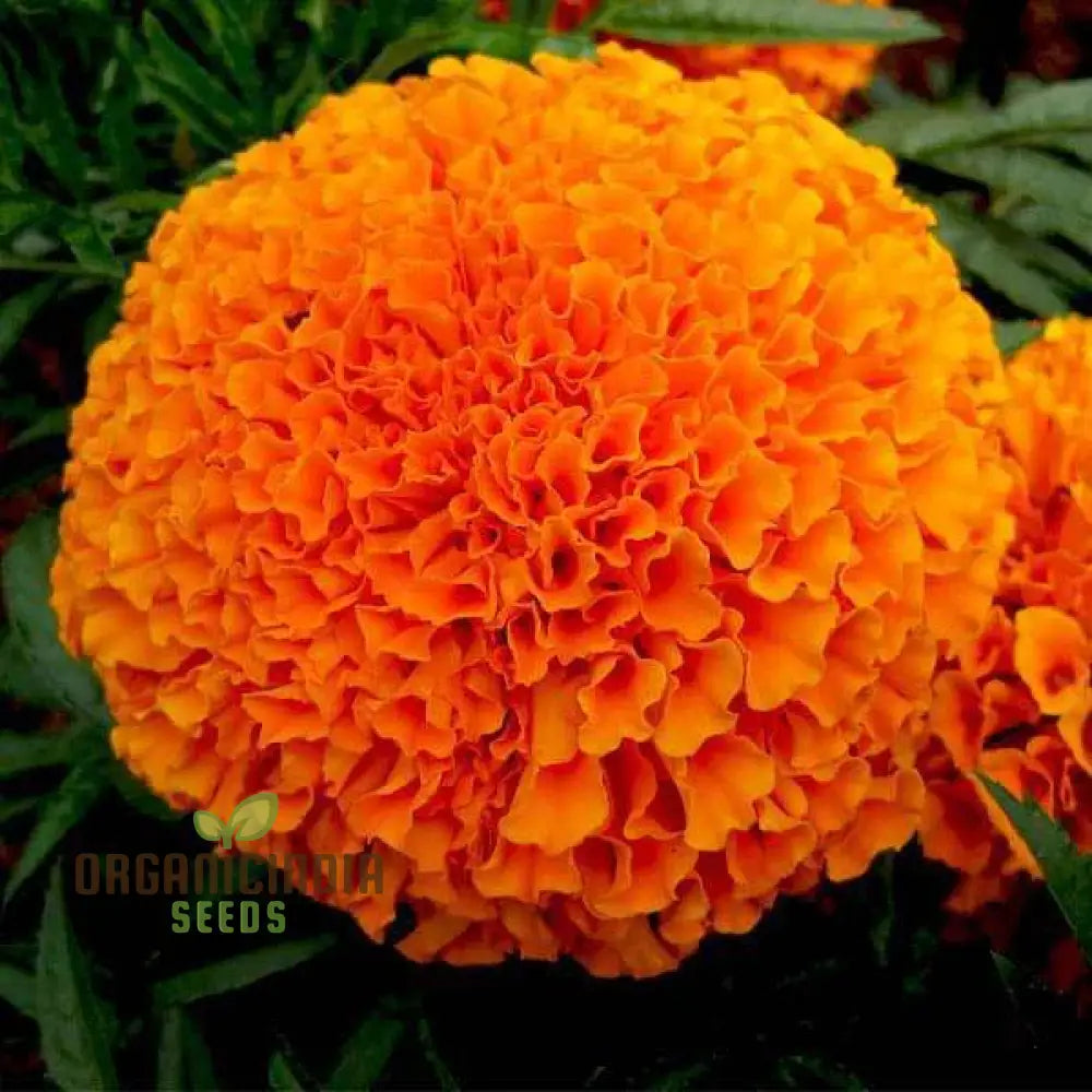 Orange You Glad - Flower Seed Mix A Stunning Collection Of Vibrant Flowers For Your Garden