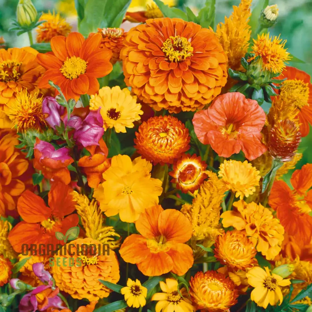 Orange You Glad - Flower Seed Mix A Stunning Collection Of Vibrant Flowers For Your Garden