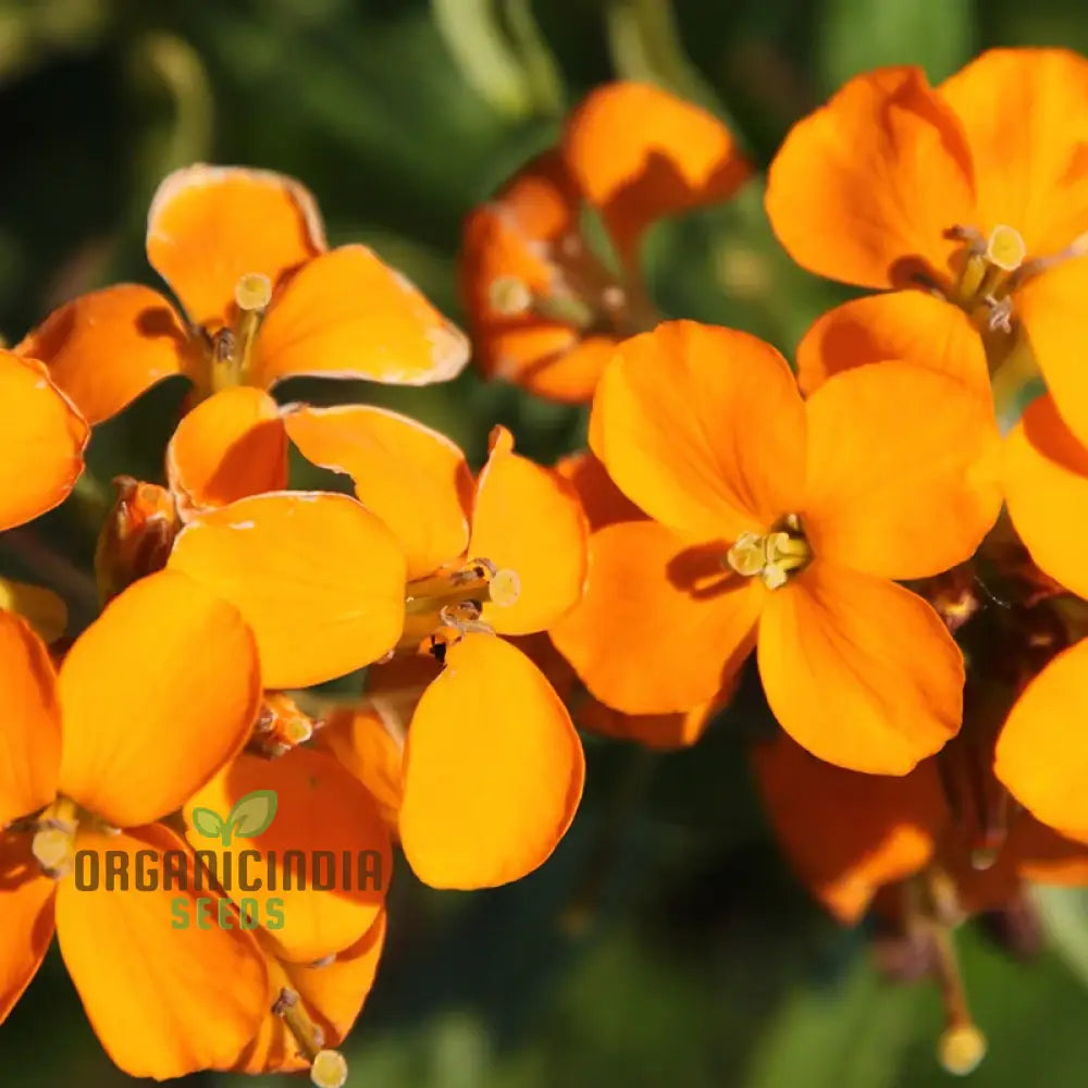 Orange You Glad - Flower Seed Mix A Stunning Collection Of Vibrant Flowers For Your Garden