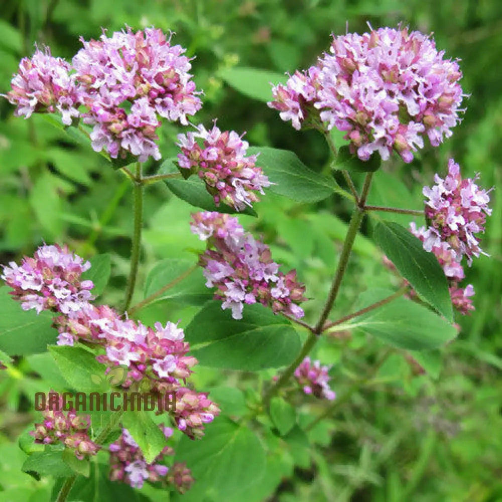 Oregano â€™Greensleevesâ€™ Seeds For Lush Gardening Delights | Premium