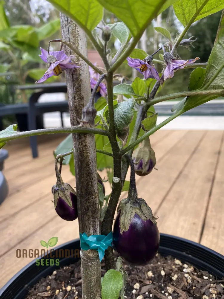 Organic Aubergine Meatball Seeds: Premium Cultivated Seeds For Gardening Enthusiasts