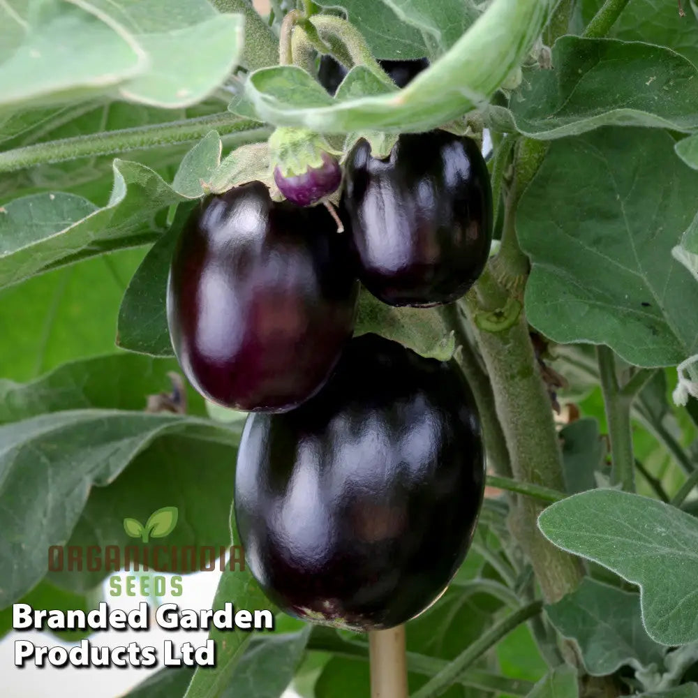 Organic Aubergine Meatball Seeds: Premium Cultivated Seeds For Gardening Enthusiasts