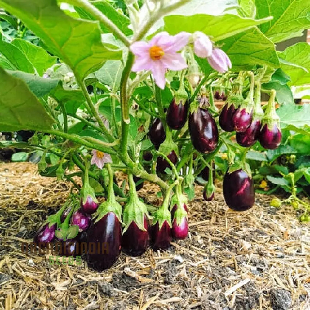 Organic Aubergine Meatball Seeds: Premium Cultivated Seeds For Gardening Enthusiasts