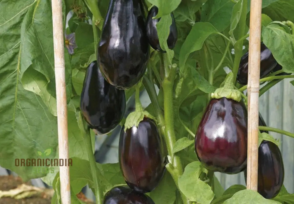 Organic Aubergine Meatball Seeds: Premium Cultivated Seeds For Gardening Enthusiasts