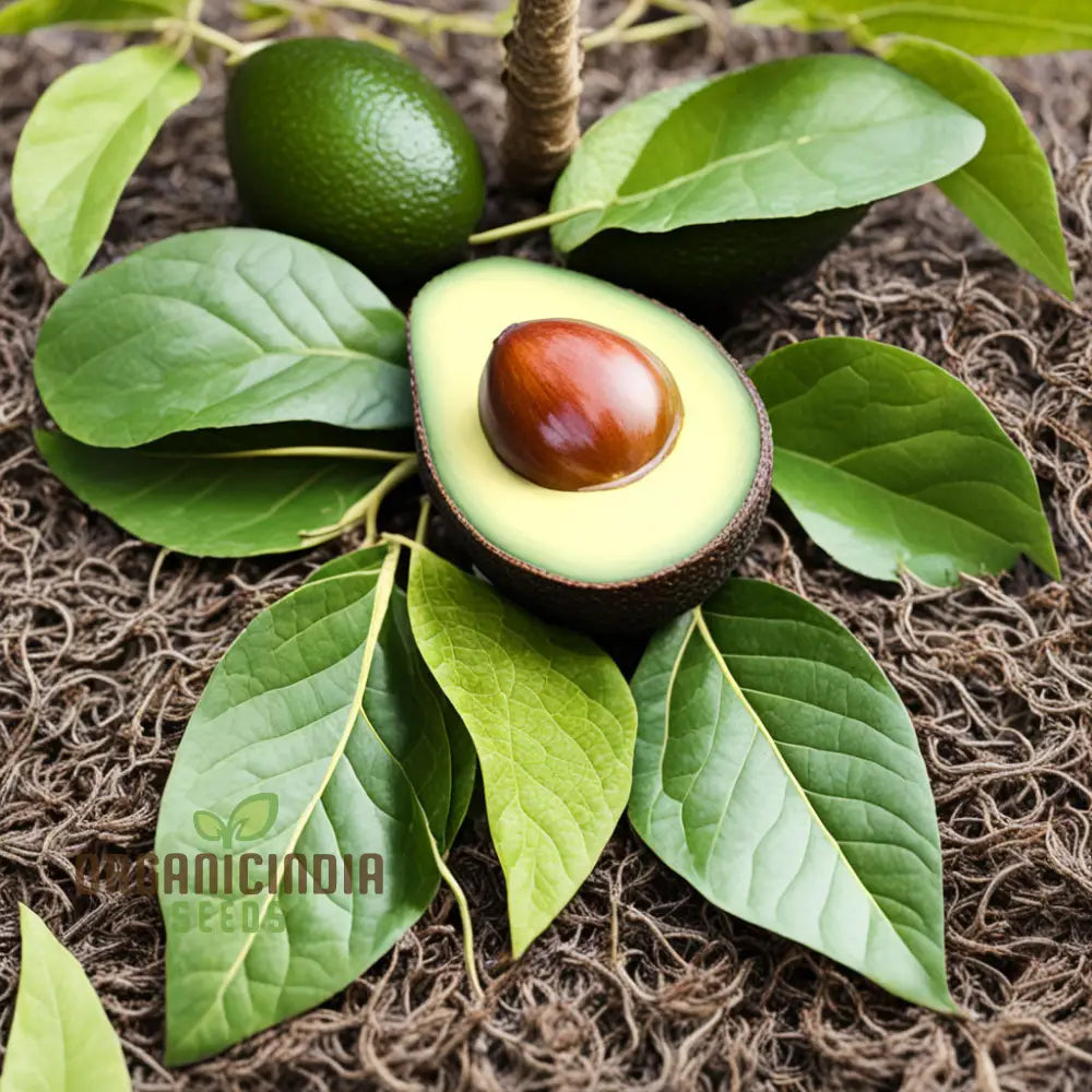 Organic Avocado Seeds Butter Fruit Seeds For Planting Very Rare Mexicola Grande Green