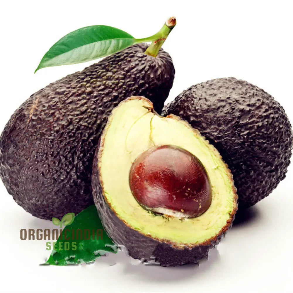 Organic Avocado Seeds Butter Fruit Seeds For Planting Very Rare Mexicola Grande Green