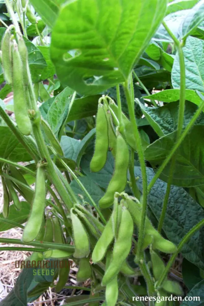 Organic Bean Edamame ’Green Shell’ Seeds For Gardening Enthusiasts | High-Quality Non-Gmo Home