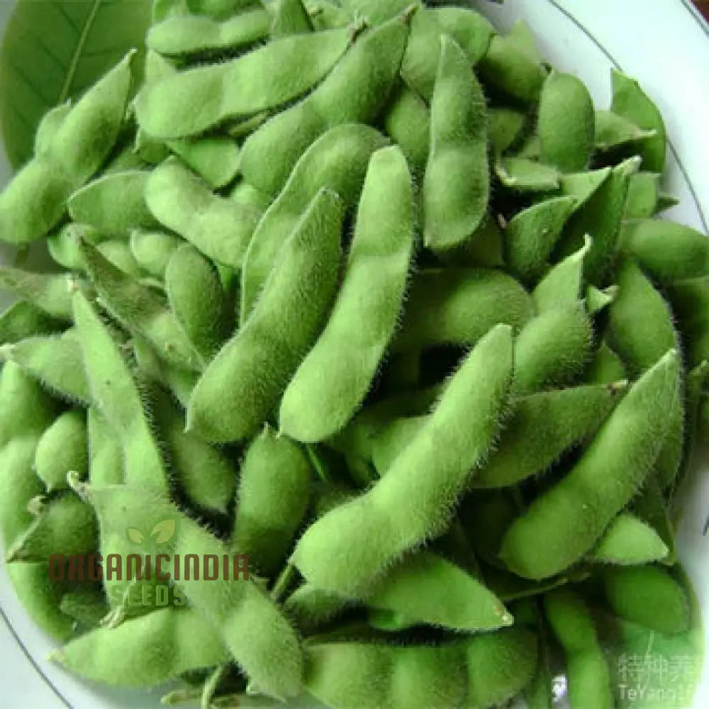 Organic Bean Edamame ’Green Shell’ Seeds For Gardening Enthusiasts | High-Quality Non-Gmo Home