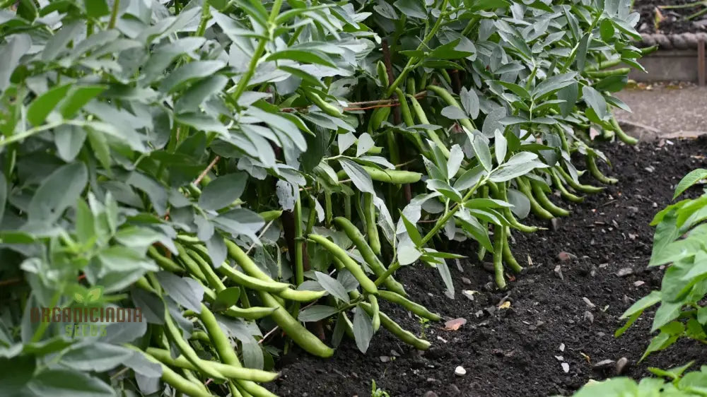 Organic Bean Edamame ’Green Shell’ Seeds For Gardening Enthusiasts | High-Quality Non-Gmo Home