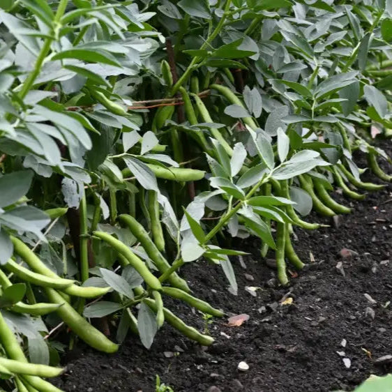 Organic Bean Edamame â€™Green Shellâ€™ Seeds For Gardening Enthusiasts | High-Quality Non-Gmo Home