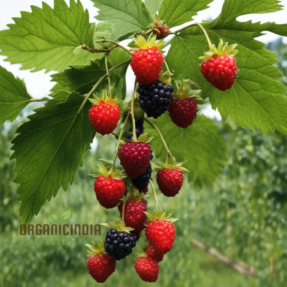 Organic Berry Fruit Seeds For Planting Elevate Your Gardening With Premium