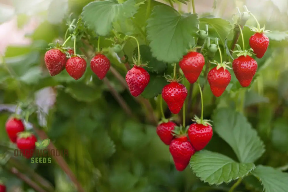 Organic Berry Fruit Seeds For Planting Elevate Your Gardening With Premium