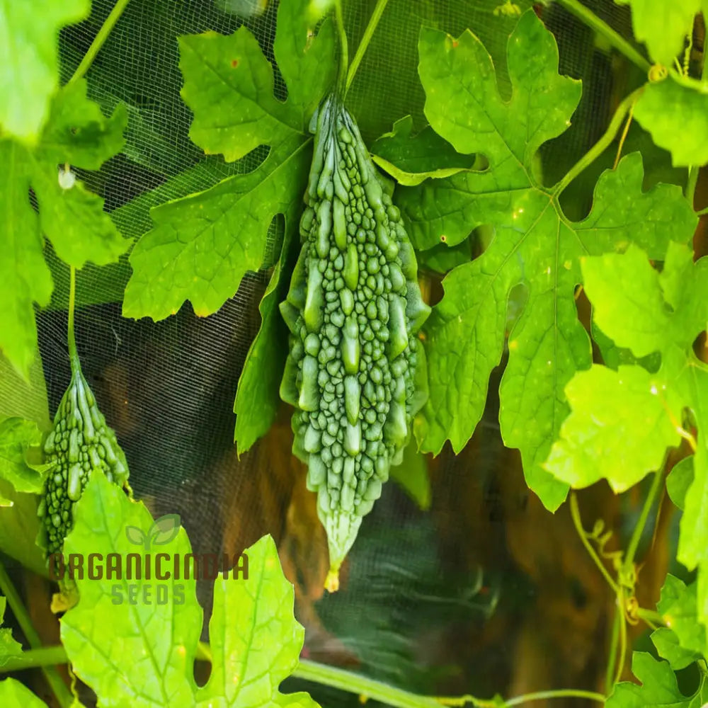 Organic Bitter Gourd Seeds For Planting High-Yield Premium Melon Squash And Gourds