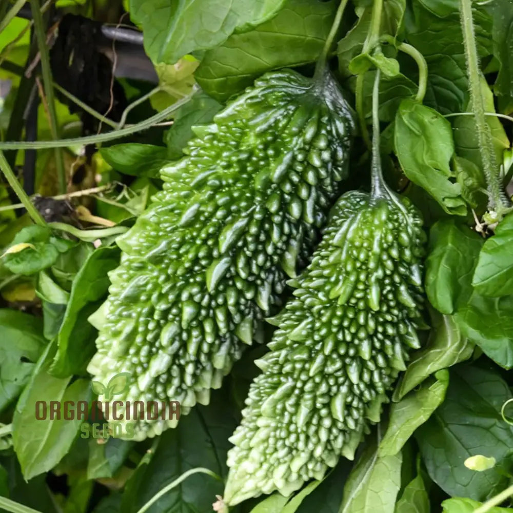 Organic Bitter Gourd Seeds For Planting High-Yield Premium Melon Squash And Gourds