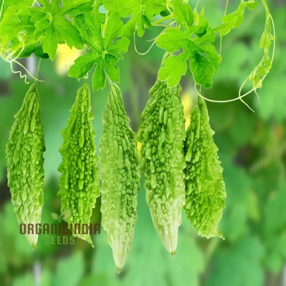 Organic Bitter Gourd Seeds For Planting High-Yield Premium Melon Squash And Gourds