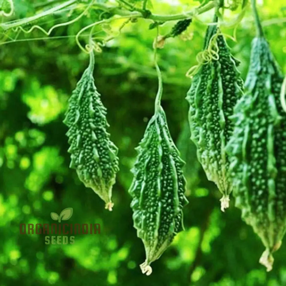 Organic Bitter Gourd Seeds For Planting High-Yield Premium Melon Squash And Gourds