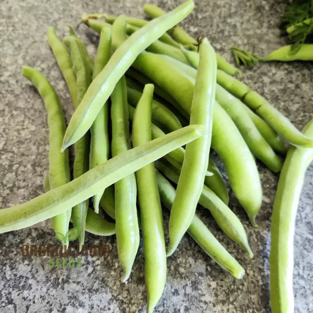 Organic Broad Bean Seeds - Aquadulce Claudia For Gardening Enthusiasts | Premium Quality Heirloom