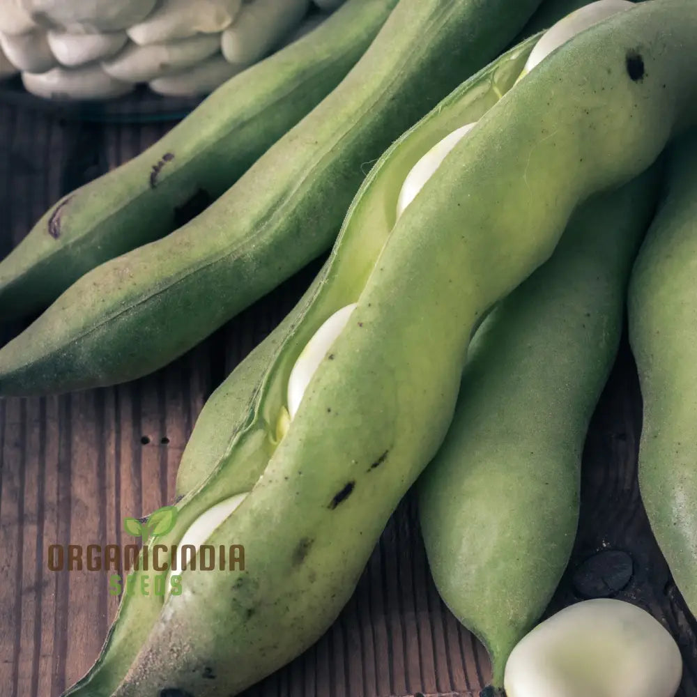 Organic Broad Bean Seeds - Aquadulce Claudia For Gardening Enthusiasts | Premium Quality Heirloom