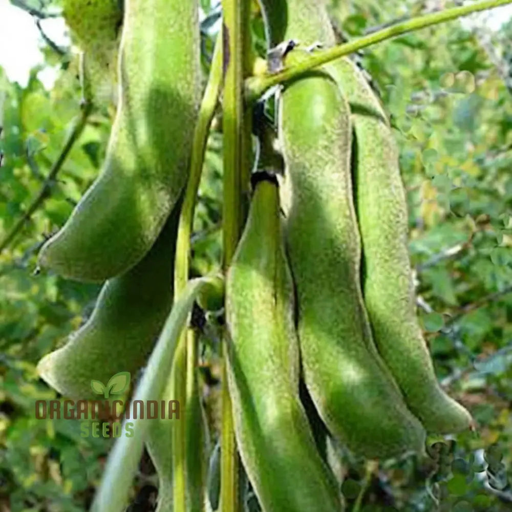 Organic Bulk Velvet Bean Seeds Improve Soil & Boost Fertility With Mucuna Pruriens For Planting