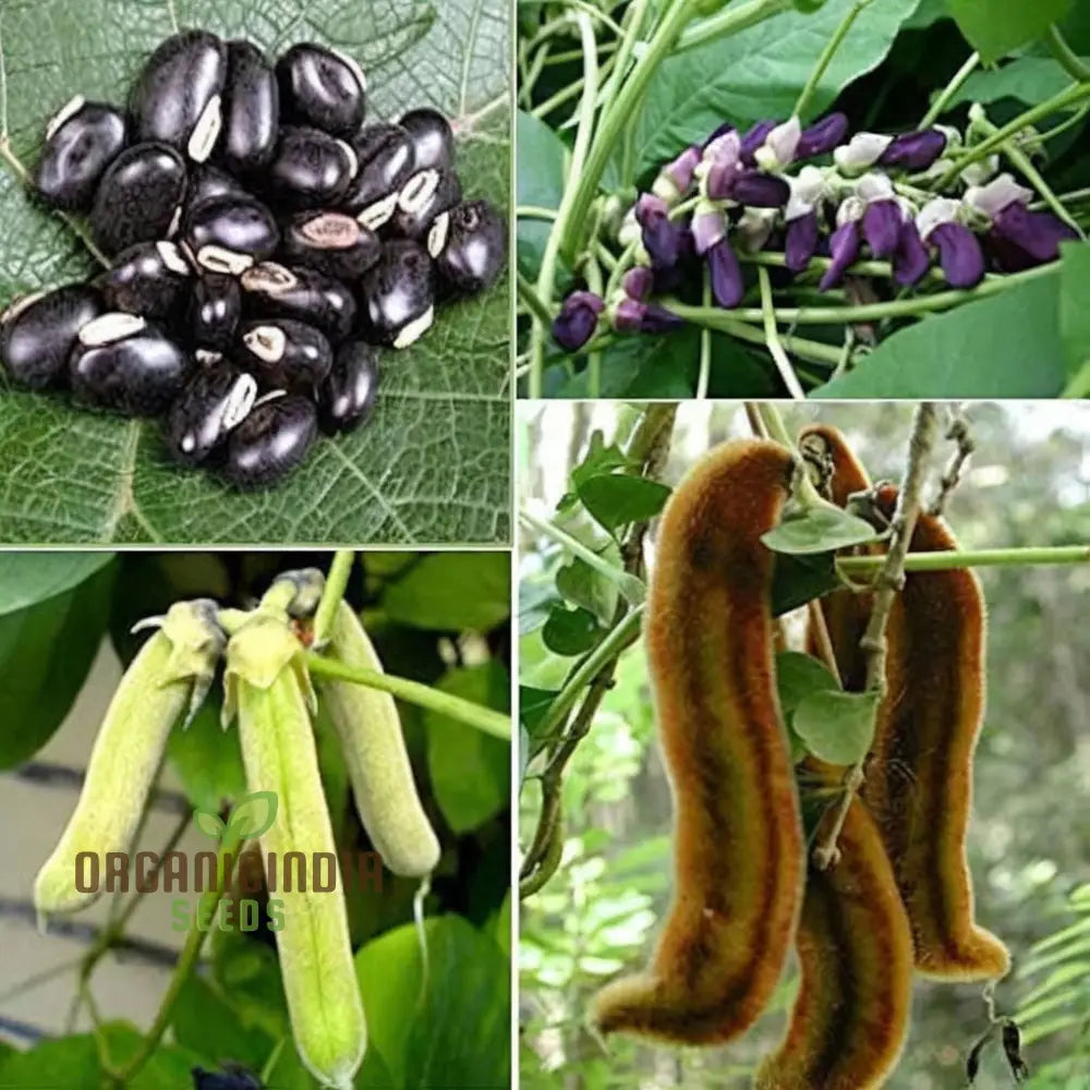 Organic Bulk Velvet Bean Seeds Improve Soil & Boost Fertility With Mucuna Pruriens For Planting