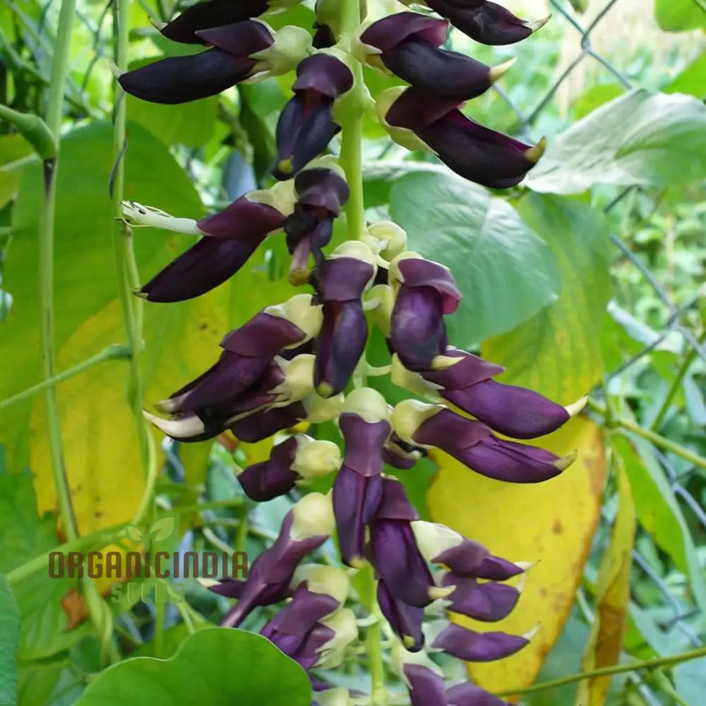 Organic Bulk Velvet Bean Seeds Improve Soil & Boost Fertility With Mucuna Pruriens For Planting