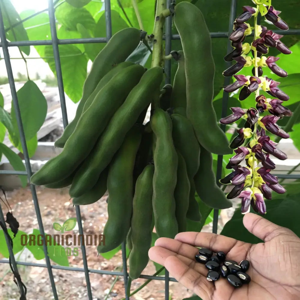 Organic Bulk Velvet Bean Seeds Improve Soil & Boost Fertility With Mucuna Pruriens For Planting