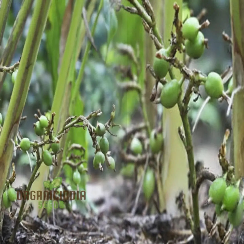 Organic Cardamom Plant Seeds: Grow Your Own Fragrant Spice Garden With Premium Quality Gardening