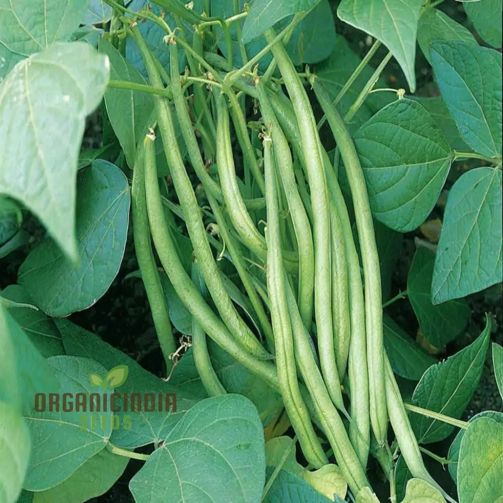 Organic Climbing French Beans - Fresh High-Yield Heirloom Variety Vegetable Seeds