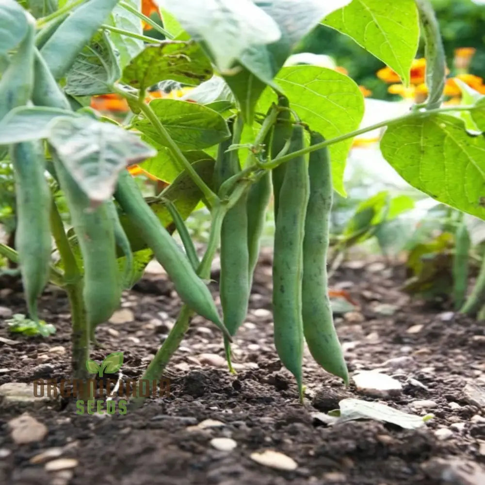 Organic Climbing French Beans - Fresh High-Yield Heirloom Variety Vegetable Seeds