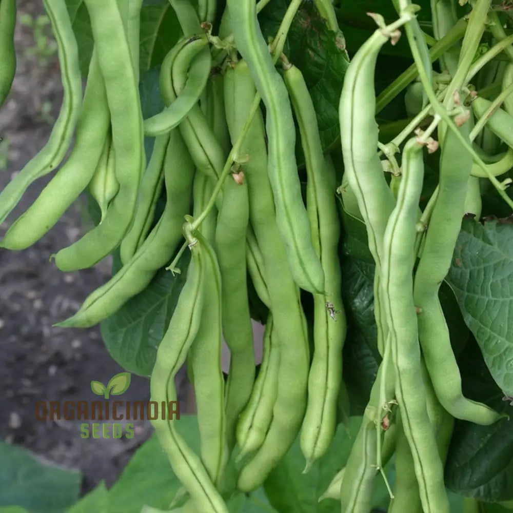 Organic Climbing French Beans - Fresh High-Yield Heirloom Variety Vegetable Seeds