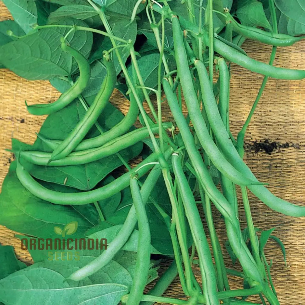 Organic Climbing French Beans - Fresh High-Yield Heirloom Variety Vegetable Seeds