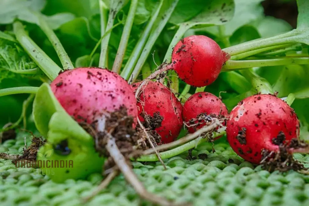 Organic Confetti Mix Cherry Radish Seeds Non-Gmo Heirloom Open Pollinated Vegetable Gardening &