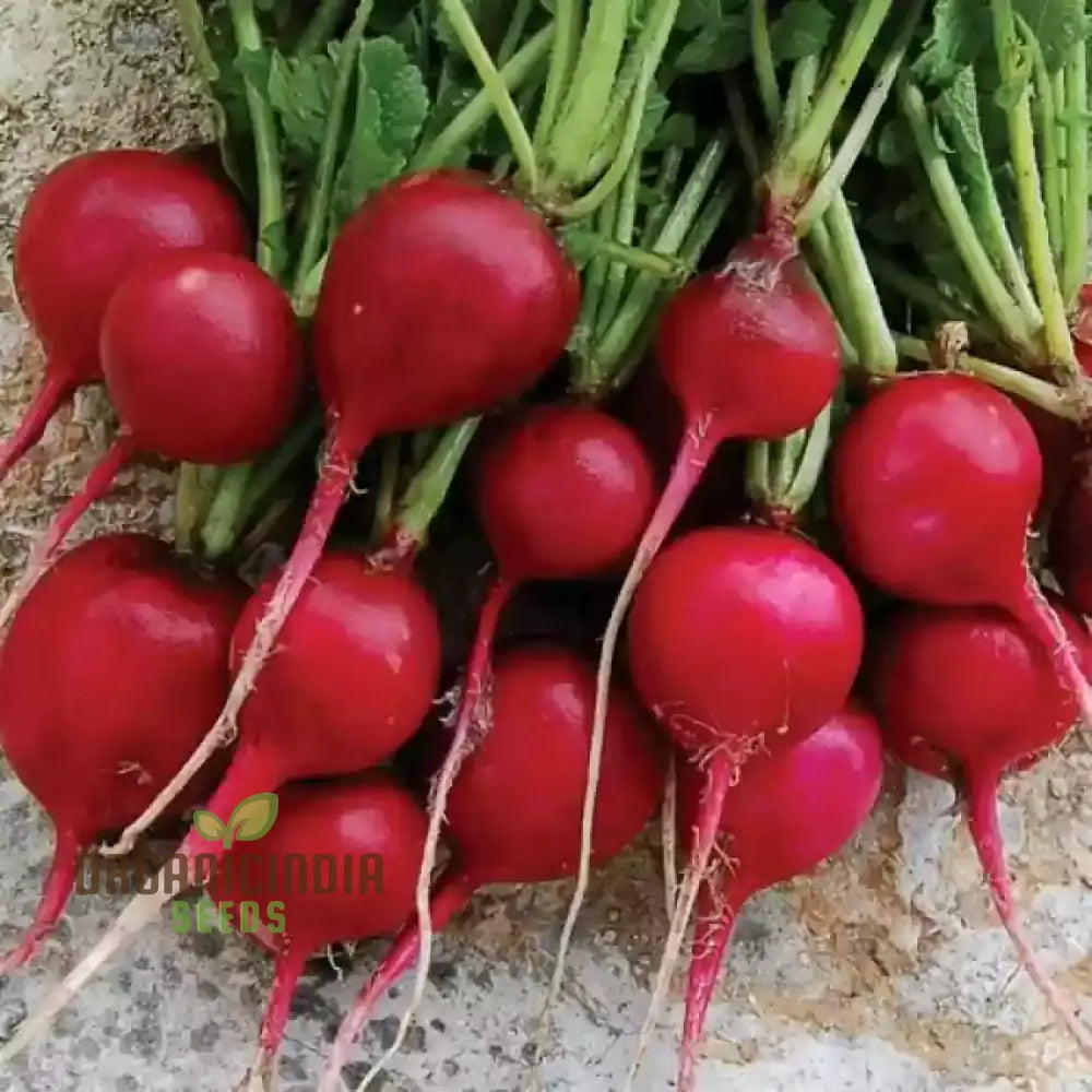 Organic Confetti Mix Cherry Radish Seeds Non-Gmo Heirloom Open Pollinated Vegetable Gardening &