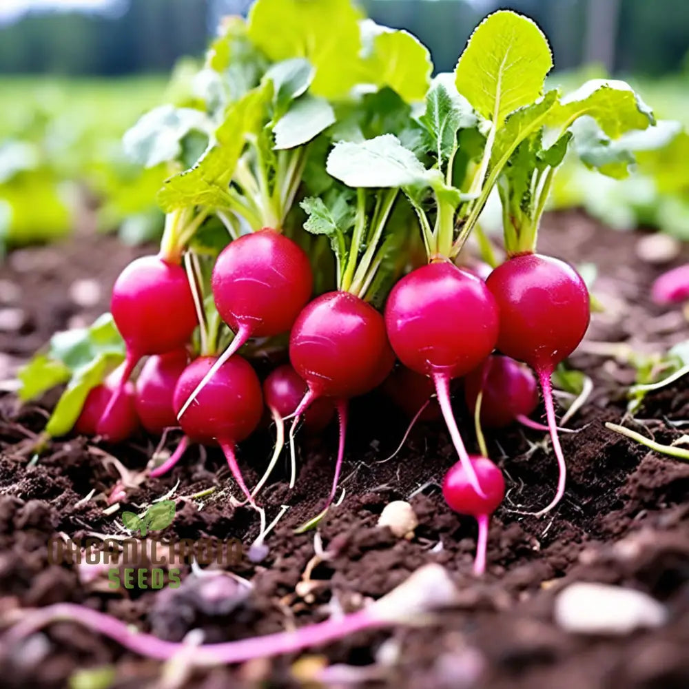 Organic Confetti Mix Cherry Radish Seeds Non-Gmo Heirloom Open Pollinated Vegetable Gardening &