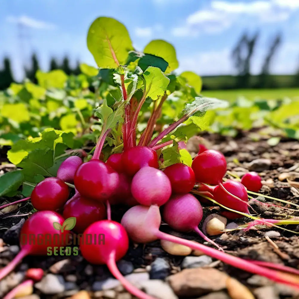 Organic Confetti Mix Cherry Radish Seeds Non-Gmo Heirloom Open Pollinated Vegetable Gardening &