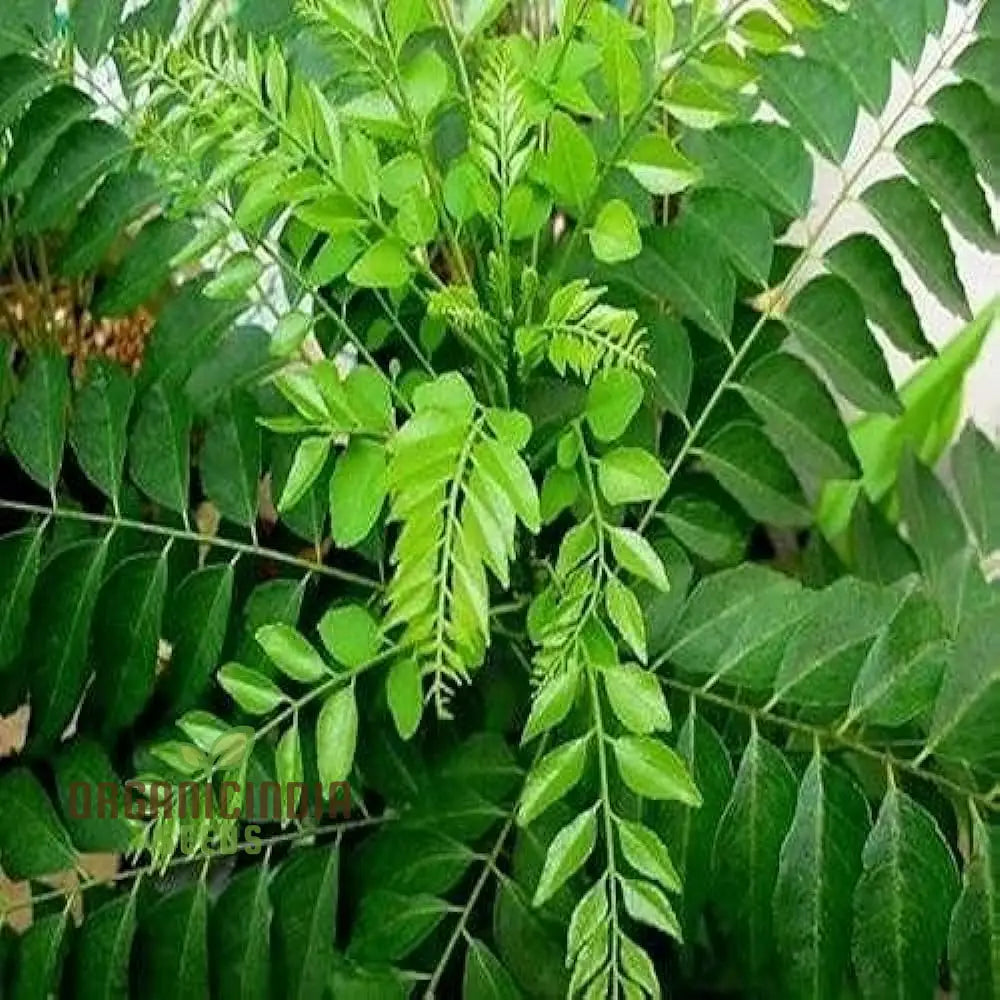 Organic Curry Leaf Vegetable Seeds For Planting Cultivate Culinary Delight In Your Garden Leafy