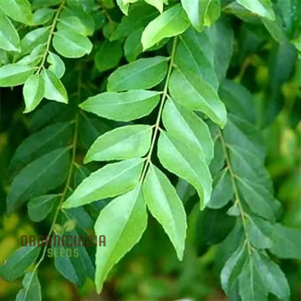 Organic Curry Leaf Vegetable Seeds For Planting Cultivate Culinary Delight In Your Garden Leafy