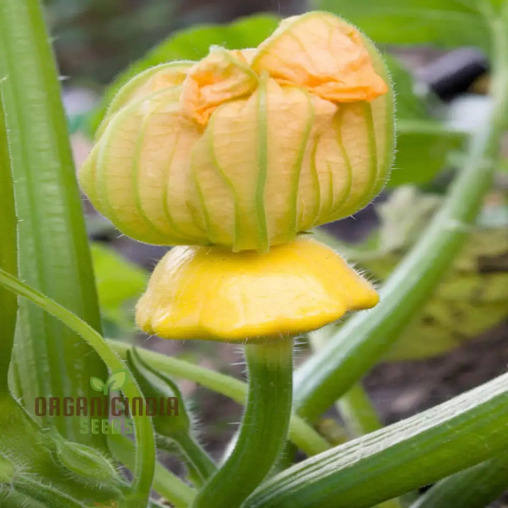 Organic Early Yellow Bush Scallop Patty Pan Squash Vegetable Seeds Fast-Growing Nutritious Summer