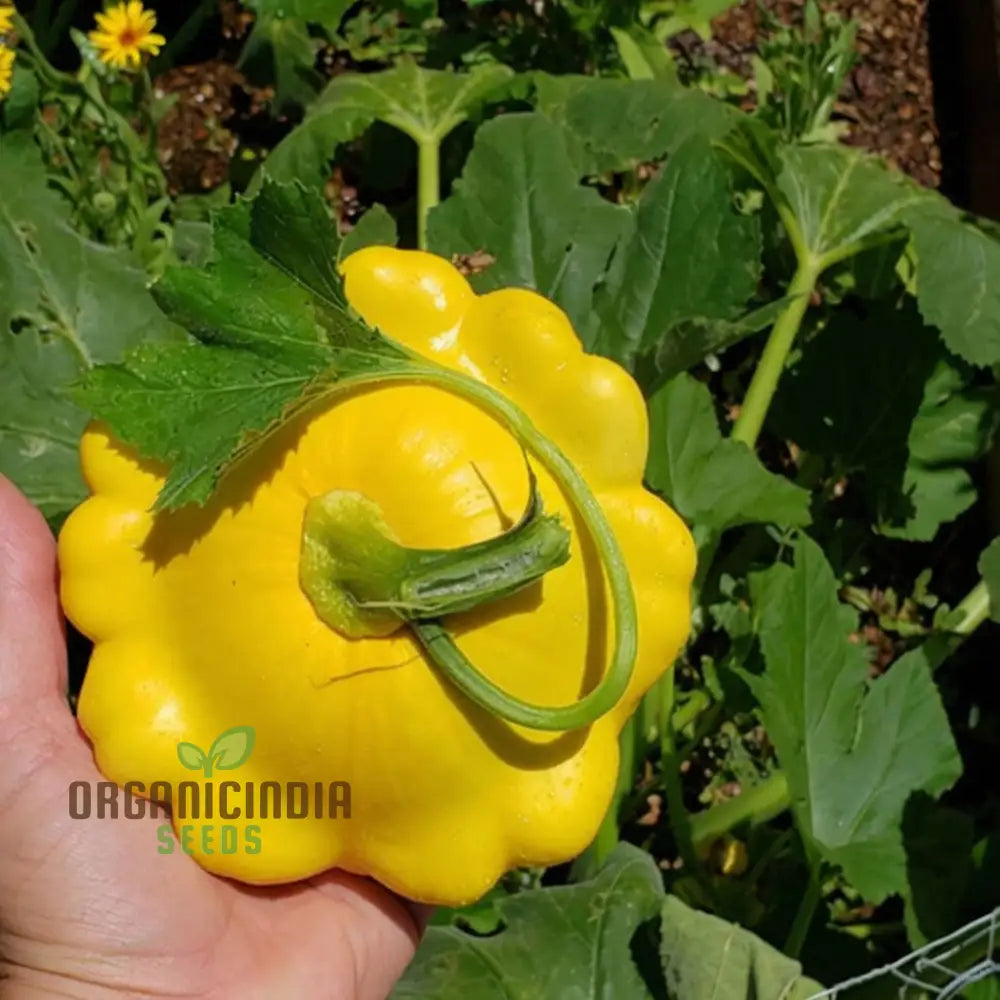 Organic Early Yellow Bush Scallop Patty Pan Squash Vegetable Seeds Fast-Growing Nutritious Summer