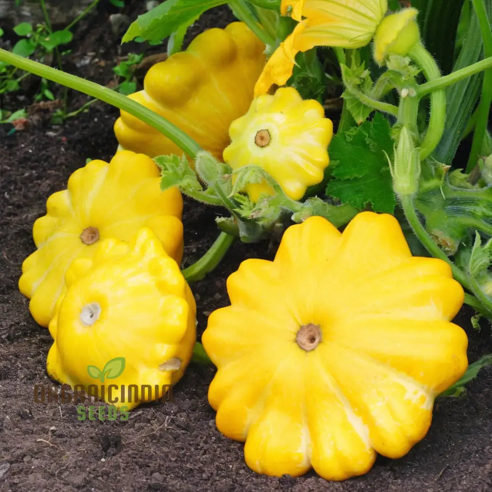 Organic Early Yellow Bush Scallop Patty Pan Squash Vegetable Seeds Fast-Growing Nutritious Summer