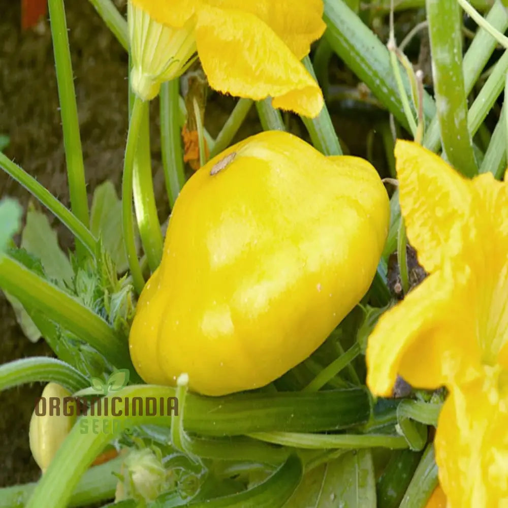 Organic Early Yellow Bush Scallop Patty Pan Squash Vegetable Seeds Fast-Growing Nutritious Summer