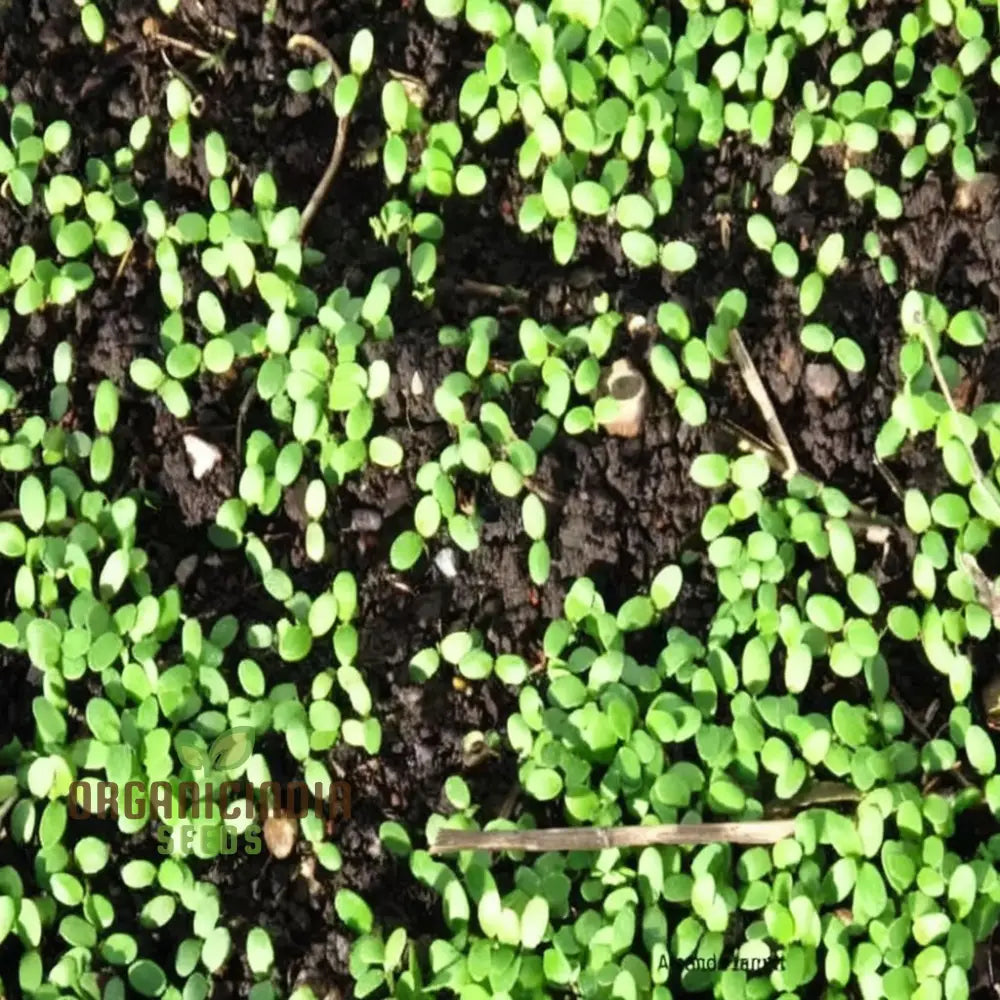 Organic Field Bean Green Manure Seeds | Enhance Soil Health & Fertility Naturally