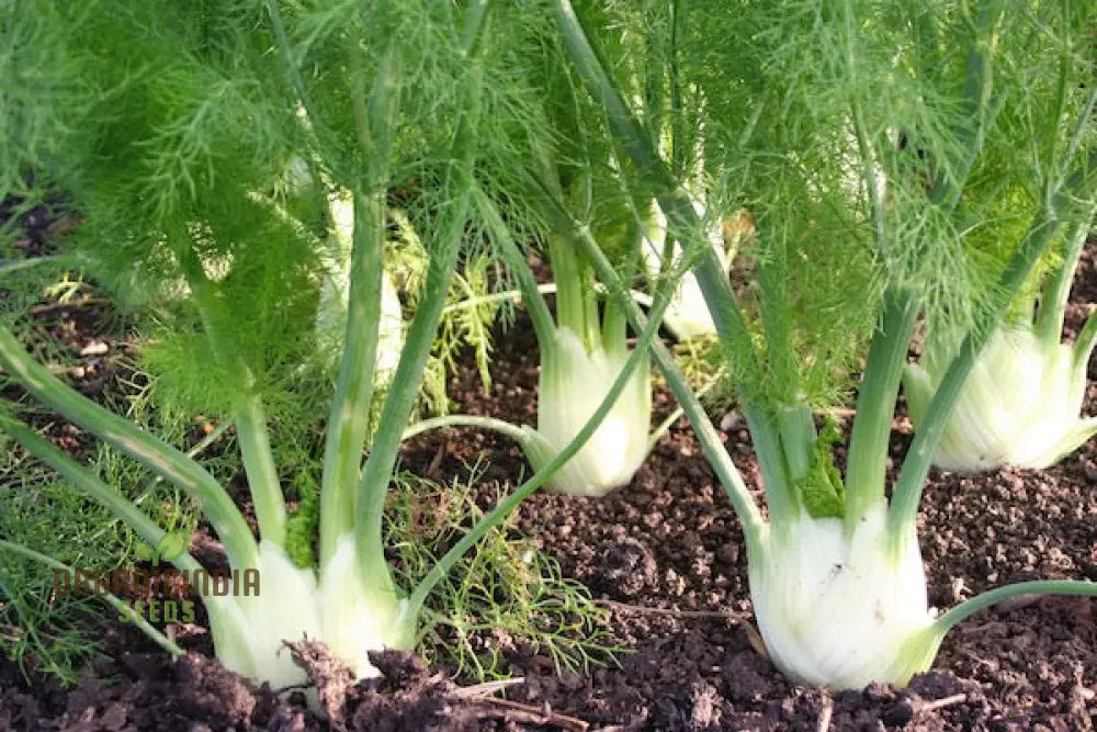 Organic Finale Fennel Seeds For Gardening Enthusiasts | Premium Herb Seed Variety