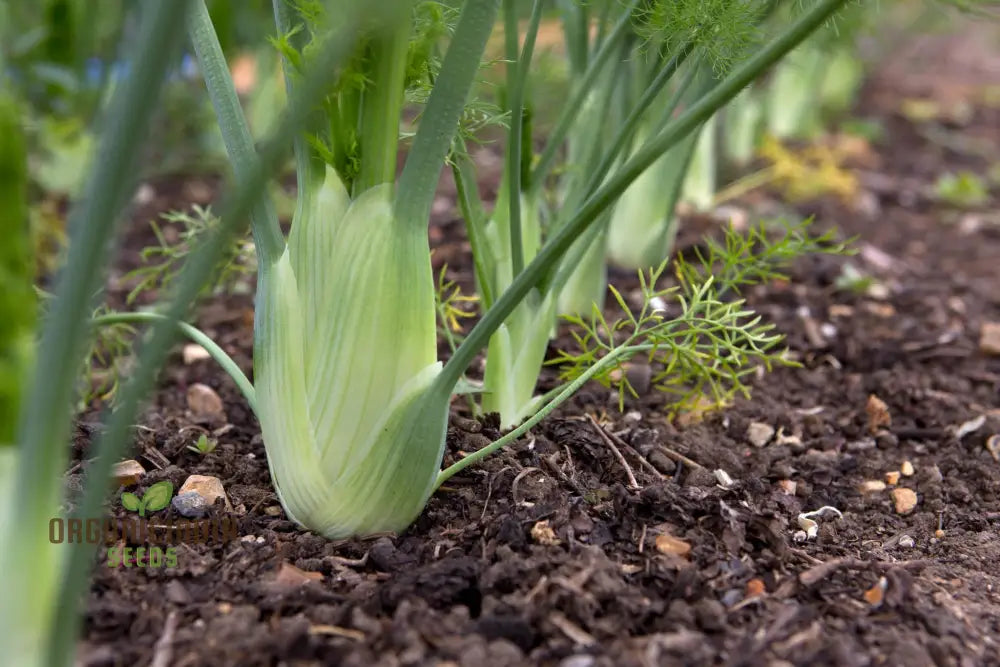 Organic Finale Fennel Seeds For Gardening Enthusiasts | Premium Herb Seed Variety