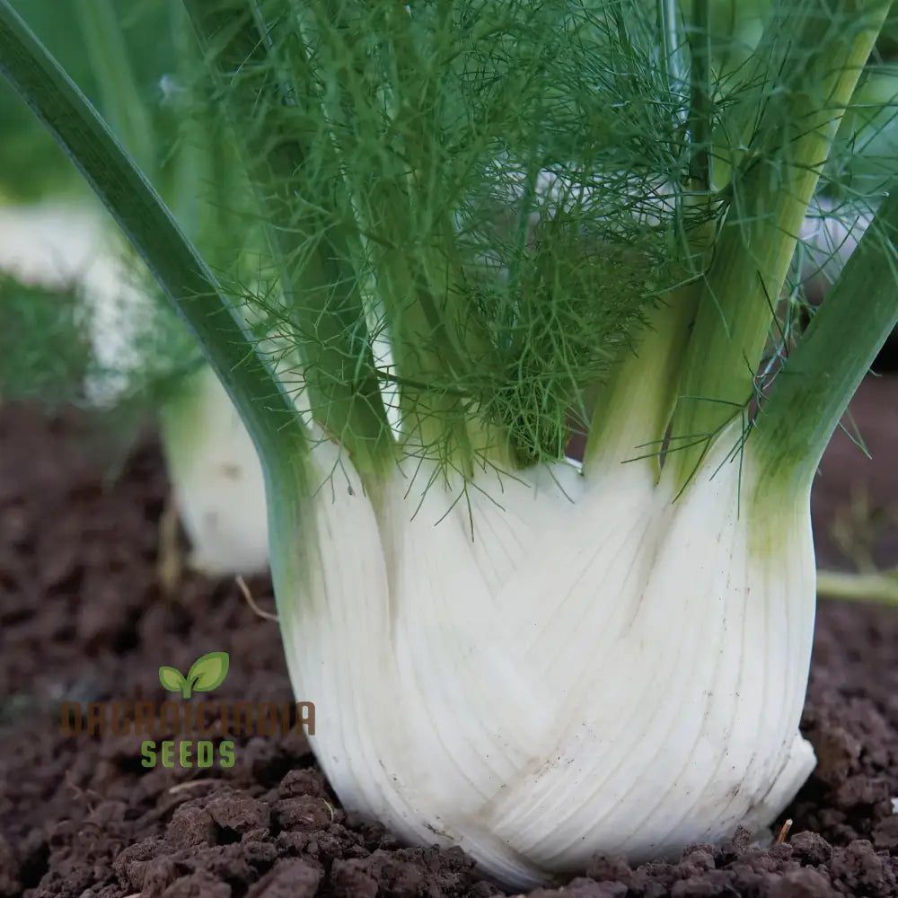 Organic Finale Fennel Seeds For Gardening Enthusiasts | Premium Herb Seed Variety