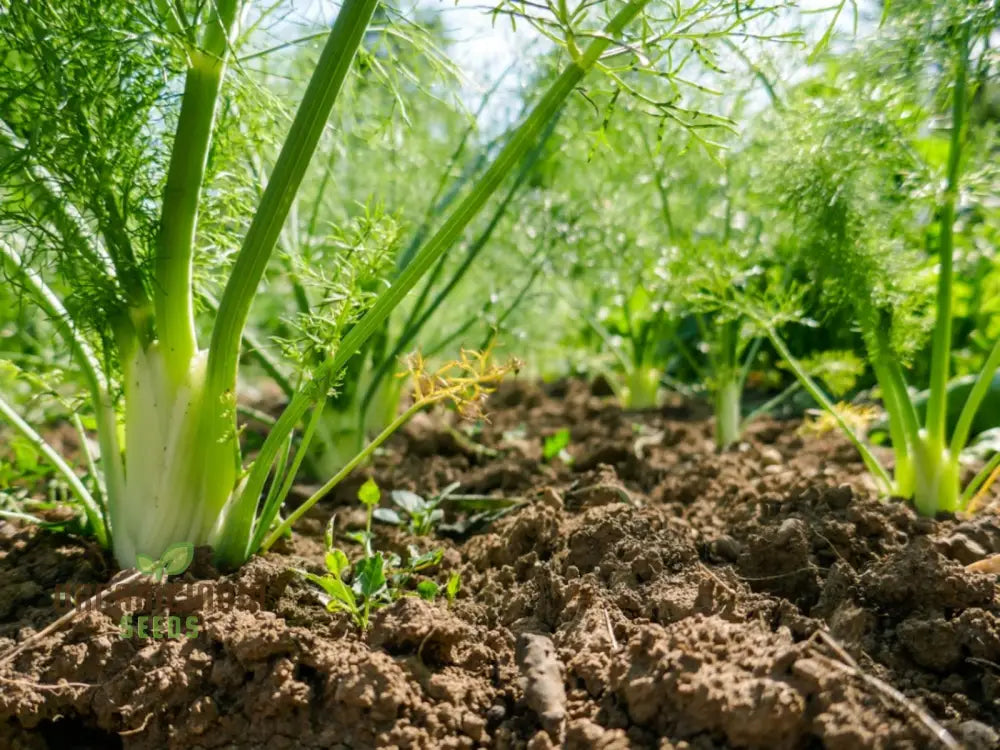 Organic Finale Fennel Seeds For Gardening Enthusiasts | Premium Herb Seed Variety