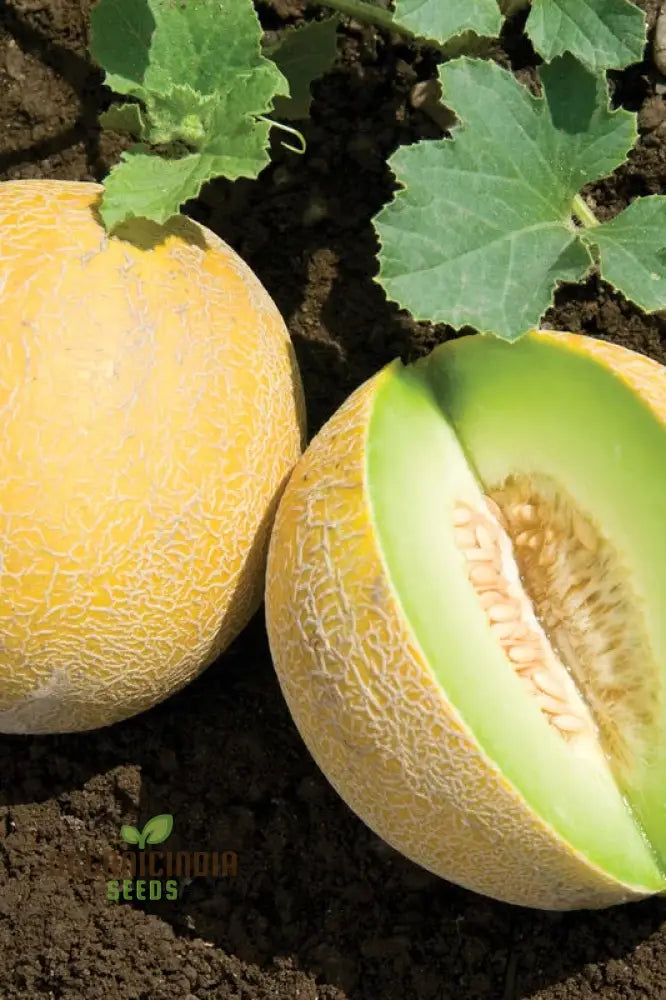 Organic Galia Melon Seeds For Your Vibrant Garden: Shop Now