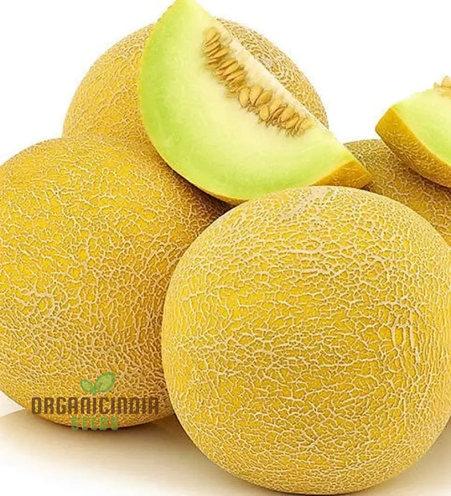 Organic Galia Melon Seeds For Your Vibrant Garden: Shop Now